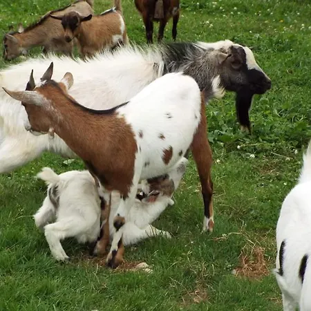 La Riguera De Appartamento *