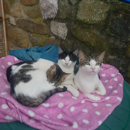 La Riguera De * Ucieda