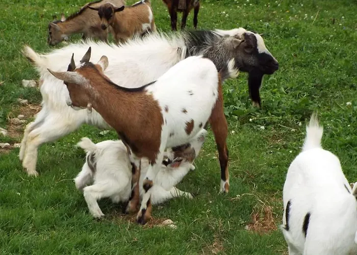 La Riguera De Appartement *