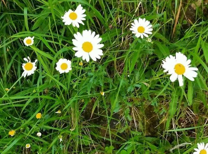 La Riguera De * Ucieda