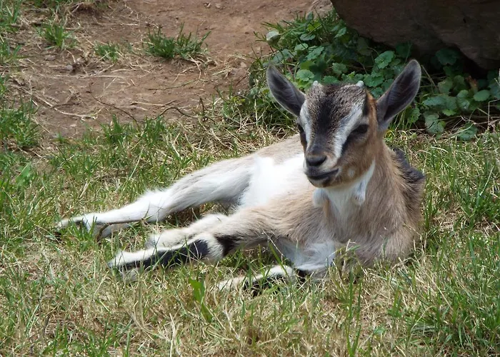 La Riguera De Appartement