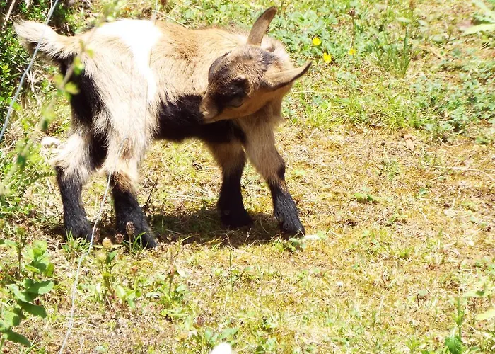 La Riguera De Appartement *